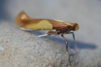 Caloptilia