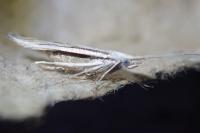 Coleophora