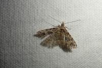 Alucita hexadactyla