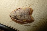 Carcina quercana
