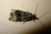 Celypha lacunana
