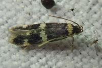 Oegoconia