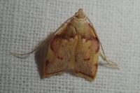 Carcina quercana