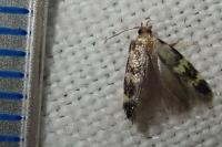 Oegoconia