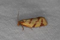 Clepsis pallidana