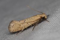 Myrmecozela ataxella