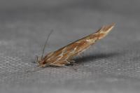 Pyroderces argyrogrammos
