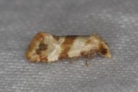 Phalonidia contractana