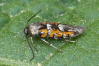 Heliodines roesella