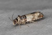 Epinotia thapsiana