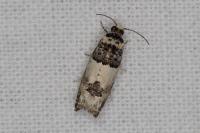 Epinotia thapsiana