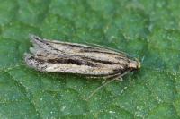 Mirificarma mulinella