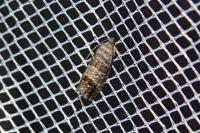 Cydia pomonella