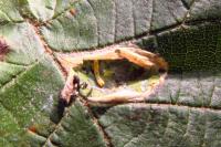 Phyllonorycter coryli