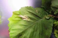 Phyllonorycter coryli
