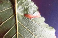 Phyllonorycter nicellii