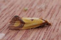 Agapeta zoegana