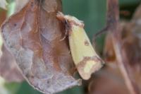 Agapeta zoegana