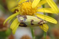 Agapeta zoegana