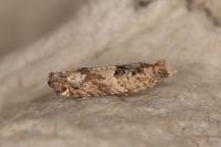 Crocidosema plebejana