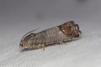 Cydia pomonella