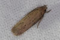 Platyedra subcinerea