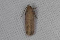 Platyedra subcinerea