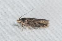 Bryotropha