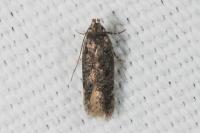 Bryotropha