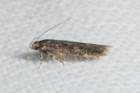 Bryotropha