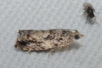 Epinotia