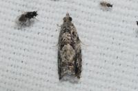 Epinotia