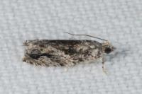 Epinotia