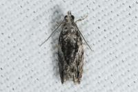 Epinotia