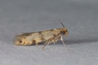 Eumasia parietariella