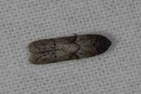 Blastobasis glandulella