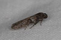 Blastobasis glandulella