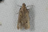 Acompsia antirrhinella/tripunctella