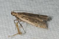 Acompsia antirrhinella/tripunctella