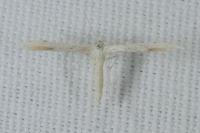 Adaina microdactyla