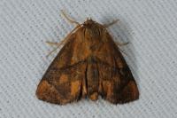Apoda limacodes