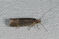 Aroga velocella
