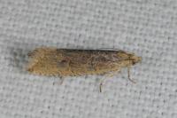 Bactra