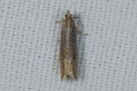 Bactra