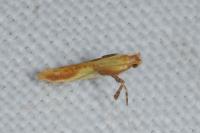 Caloptilia