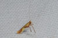 Caloptilia