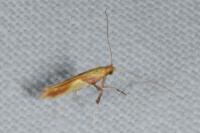 Caloptilia