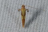 Caloptilia