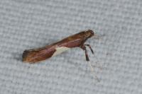 Caloptilia stigmatella