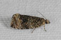 Celypha lacunana